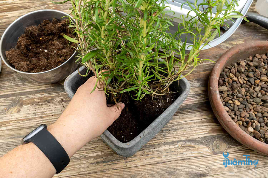 Cách cấy cây hương thảo từ vườn vào trồng chậu trong nhà