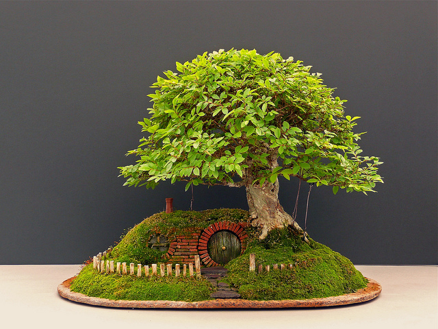 Hướng dẫn cách chọn cây cảnh bonsai phù hợp