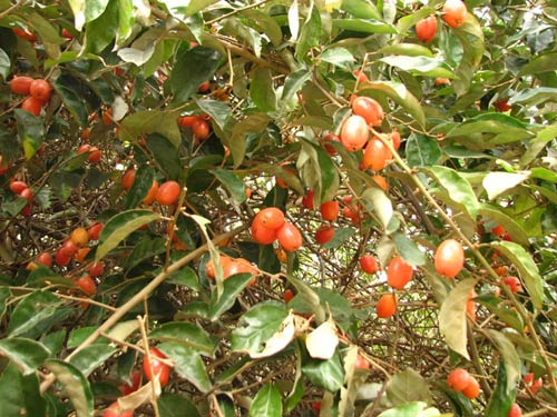 Hướng dẫn trồng và chăm sóc cây nhót