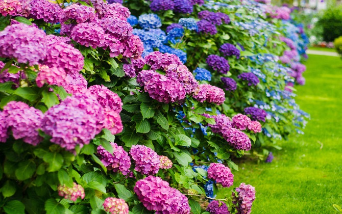 Hướng dẫn cắt tỉa chăm sóc cẩm tú cầu ra hoa