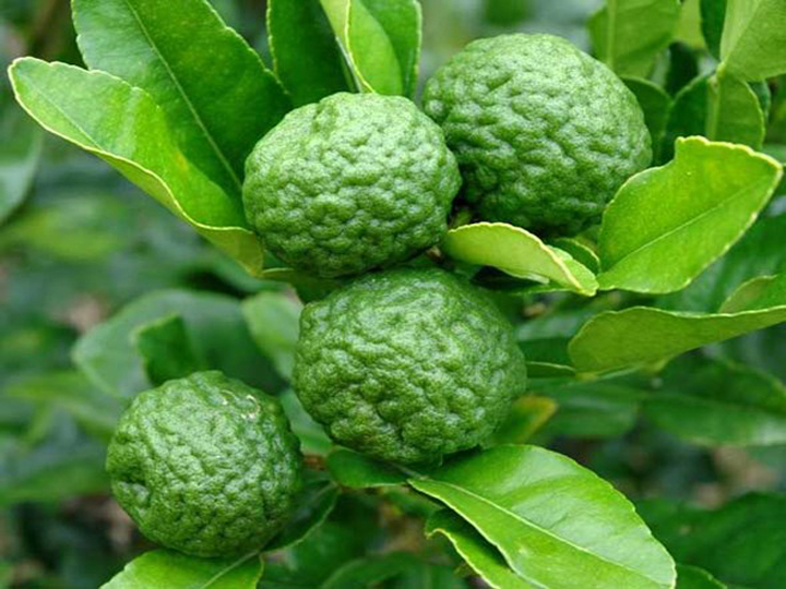 Hướng dẫn kỹ thuật cắt tỉa cây chanh thái