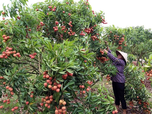 Hướng dẫn kỹ thuật cắt tỉa cây vải