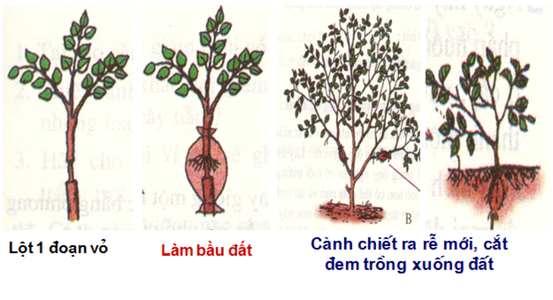 Hướng dẫn kỹ thuật chiết cành cây cơ bản