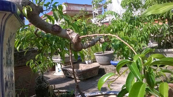 Cách ghép cành cây bằng phương pháp xâu chỉ