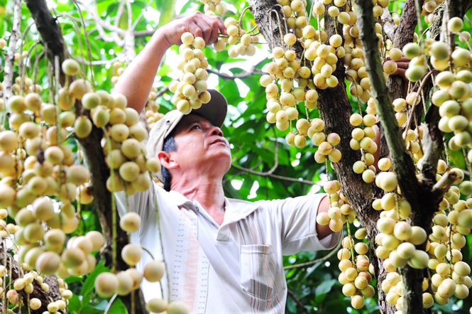 Hướng dẫn kỹ thuật ghép cành dâu Hạ Châu