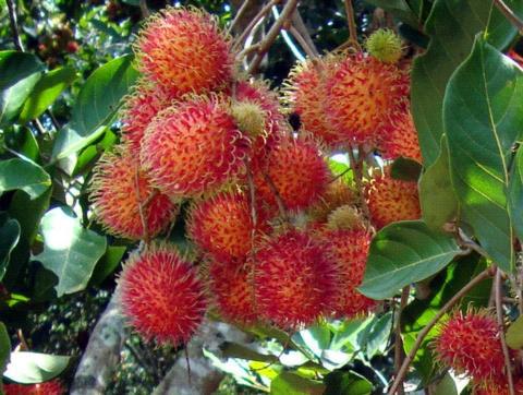 Hướng dẫn cách ghép cây chôm chôm