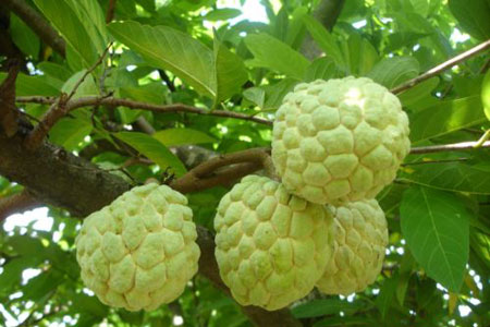 Hướng dẫn kỹ thuật ghép cây na