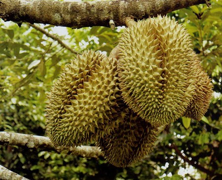 Hướng dẫn kỹ thuật ghép cây sầu riêng