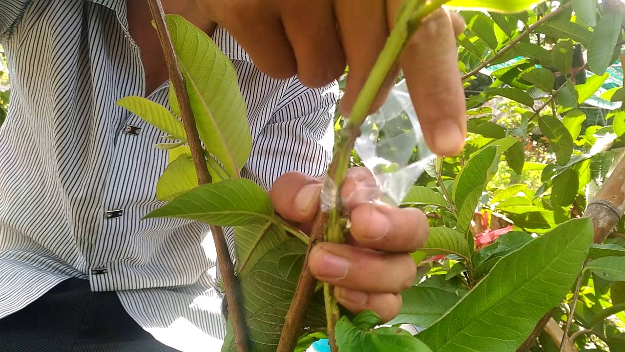 Cách ghép cành cây chi tiết kèm hình ảnh