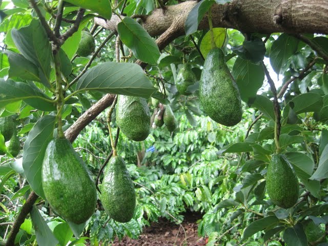 Hướng dẫn cách ghép chồi bơ