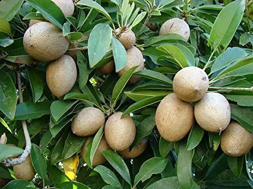 Hướng dẫn kỹ thuật ghép cây hồng xiêm xoài