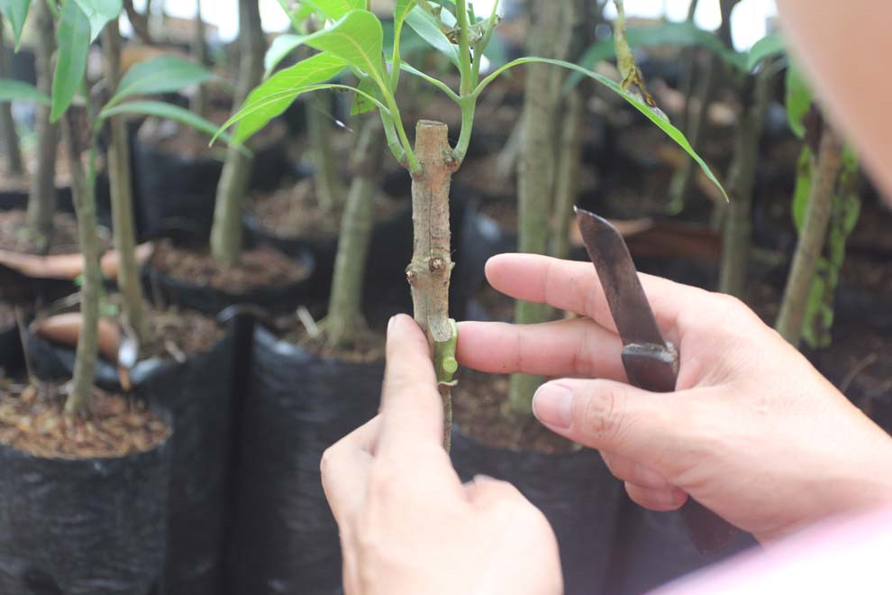 Hướng dẫn kỹ thuật ghép mắt cây cảnh