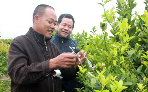 Tìm hiểu về kỹ thuật ghép cây