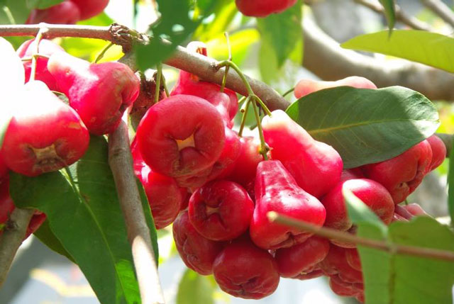 Hướng dẫn trồng và cắt tỉa cây roi đỏ