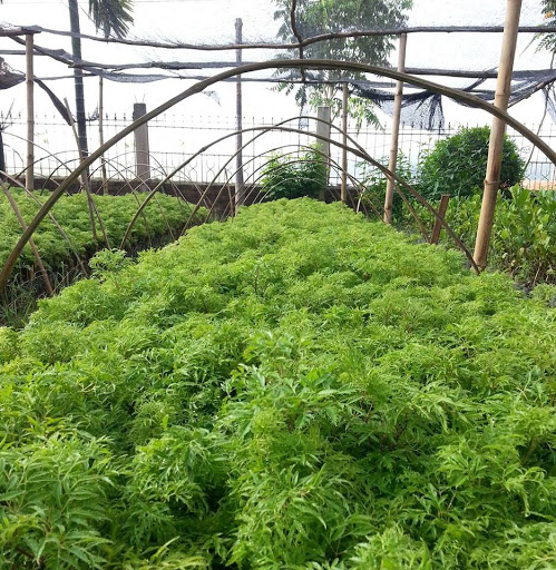 Hướng dẫn trồng và nhân giống cây Đinh lăng
