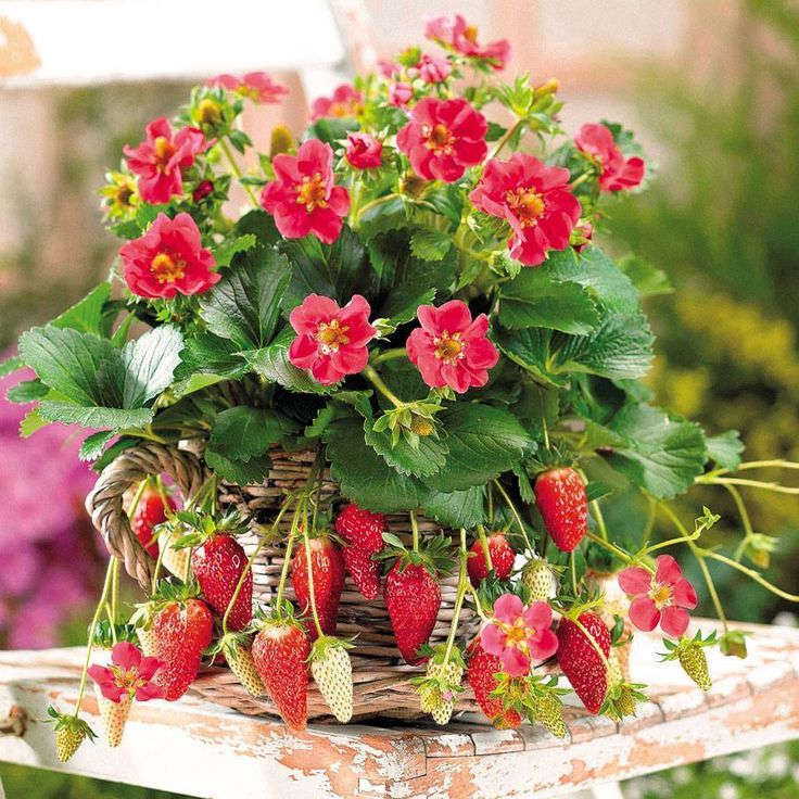 Kỹ thuật trồng và cắt tỉa cây dâu tây