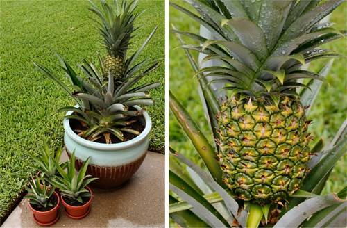 Hướng dẫn trồng dứa đơn giản tại nhà