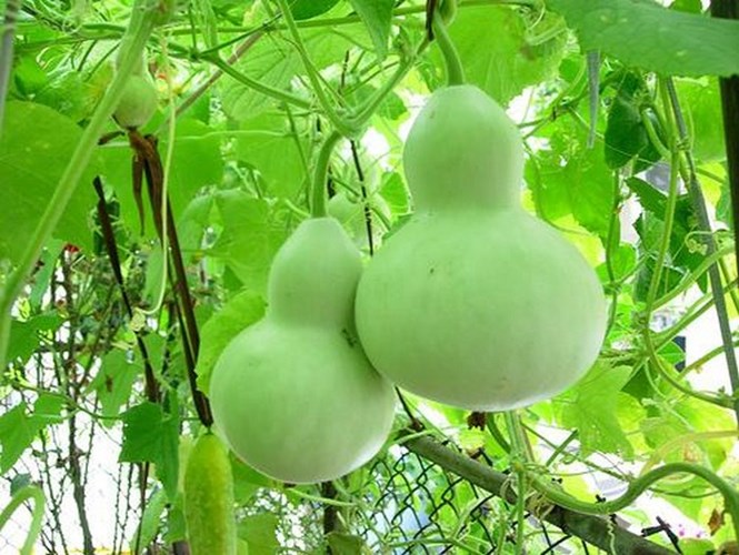 Hướng dẫn cách trồng cây bầu hồ lô hiệu quả
