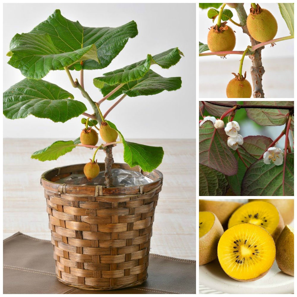 Cách trồng cây kiwi tại nhà bằng hạt từ quả kiwi