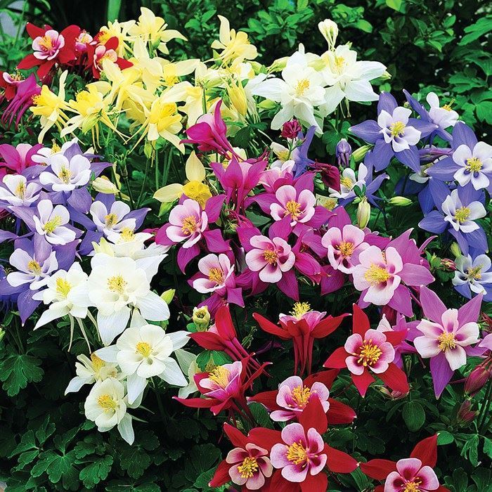 Hướng dẫn cách trồng cây hoa Bồ câu