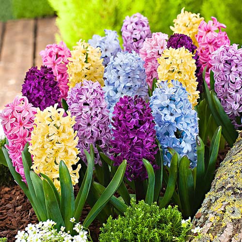 Hướng dẫn kỹ thuật trồng hoa tiên ông từ củ
