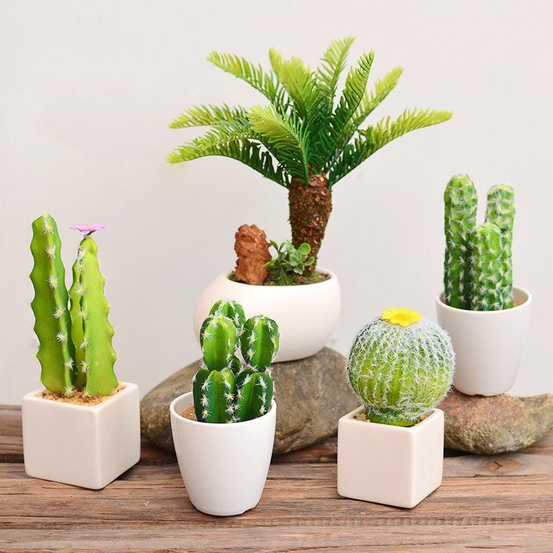 Hướng dẫn trồng và chăm sóc cây xương rồng