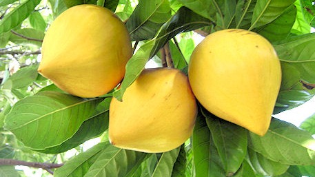 Hướng dẫn cách trồng cây trứng gà ( Lêkima )