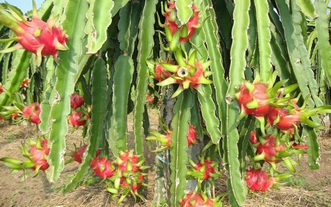 Hướng dẫn kỹ thuật trồng cây thanh long ruột đỏ