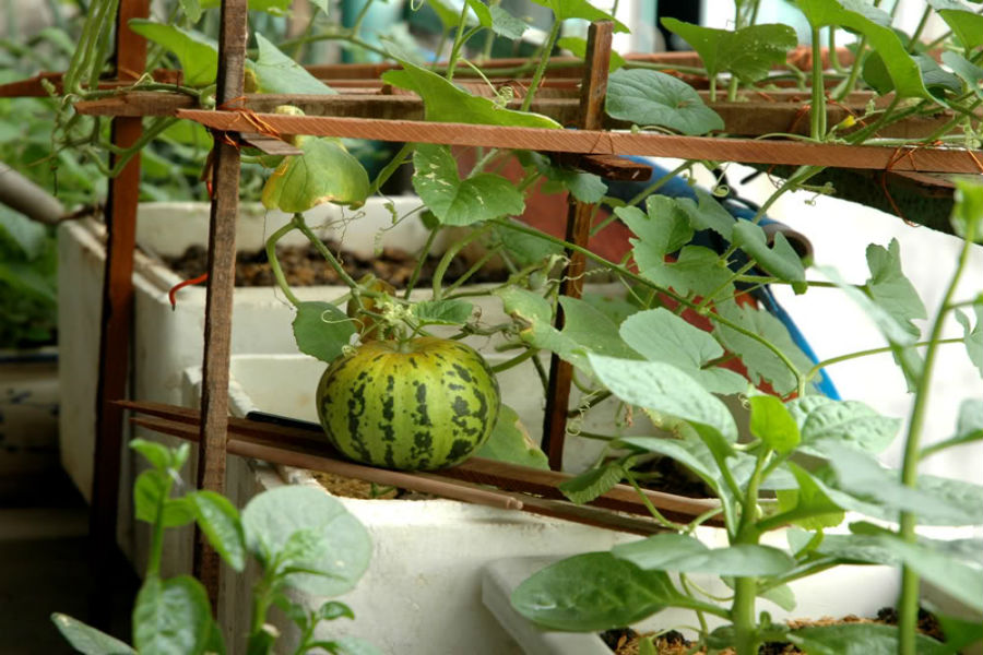 Hướng dẫn trồng và chăm sóc dưa bở tại nhà