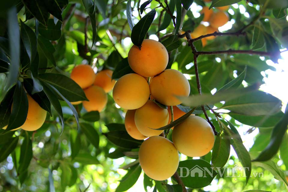 Hướng dẫn kỹ thuật trồng cây thanh trà