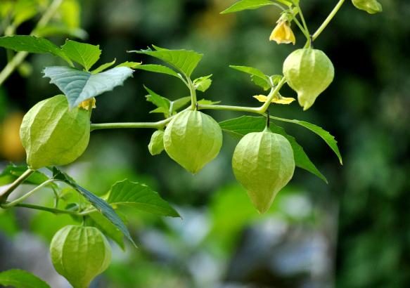 Hướng dẫn cách trồng cây tầm bóp tại nhà chữa bệnh hiệu quả