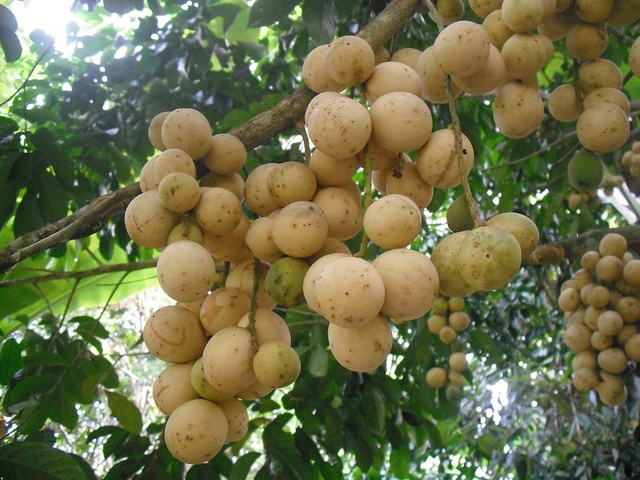 Hướng dẫn kỹ thuật trồng cây bòn bon
