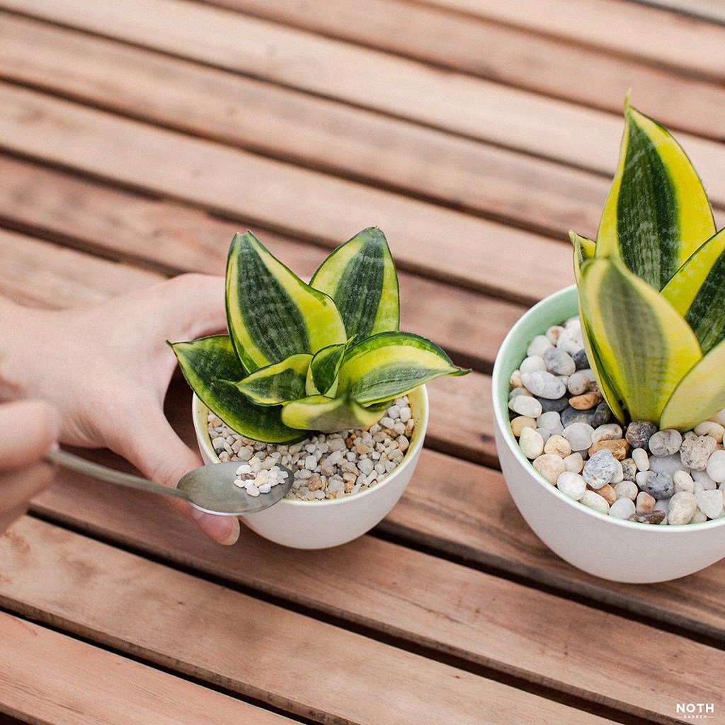 Hướng dẫn cách trồng cây lưỡi hổ thanh lọc không khí