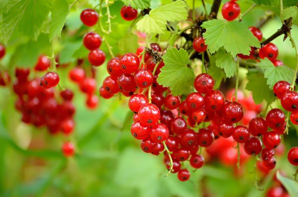 Hướng dẫn kỹ thuật trồng cây nho chuỗi ngọc