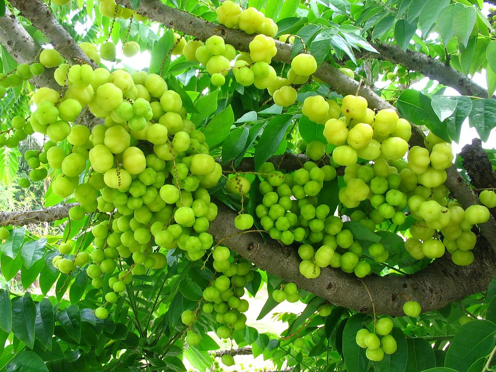 Hướng dẫn kỹ thuật trồng cây chùm ruột hiệu quả