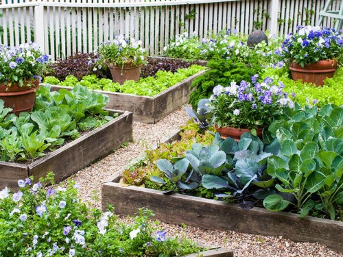 Mẹo làm vườn hữu ích trong mùa hè cho người thích trồng rau
