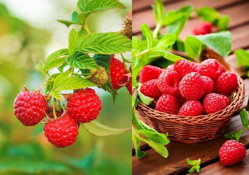 Mách bạn 7 loại cây dễ trồng cho người mới bắt đầu làm vườn
