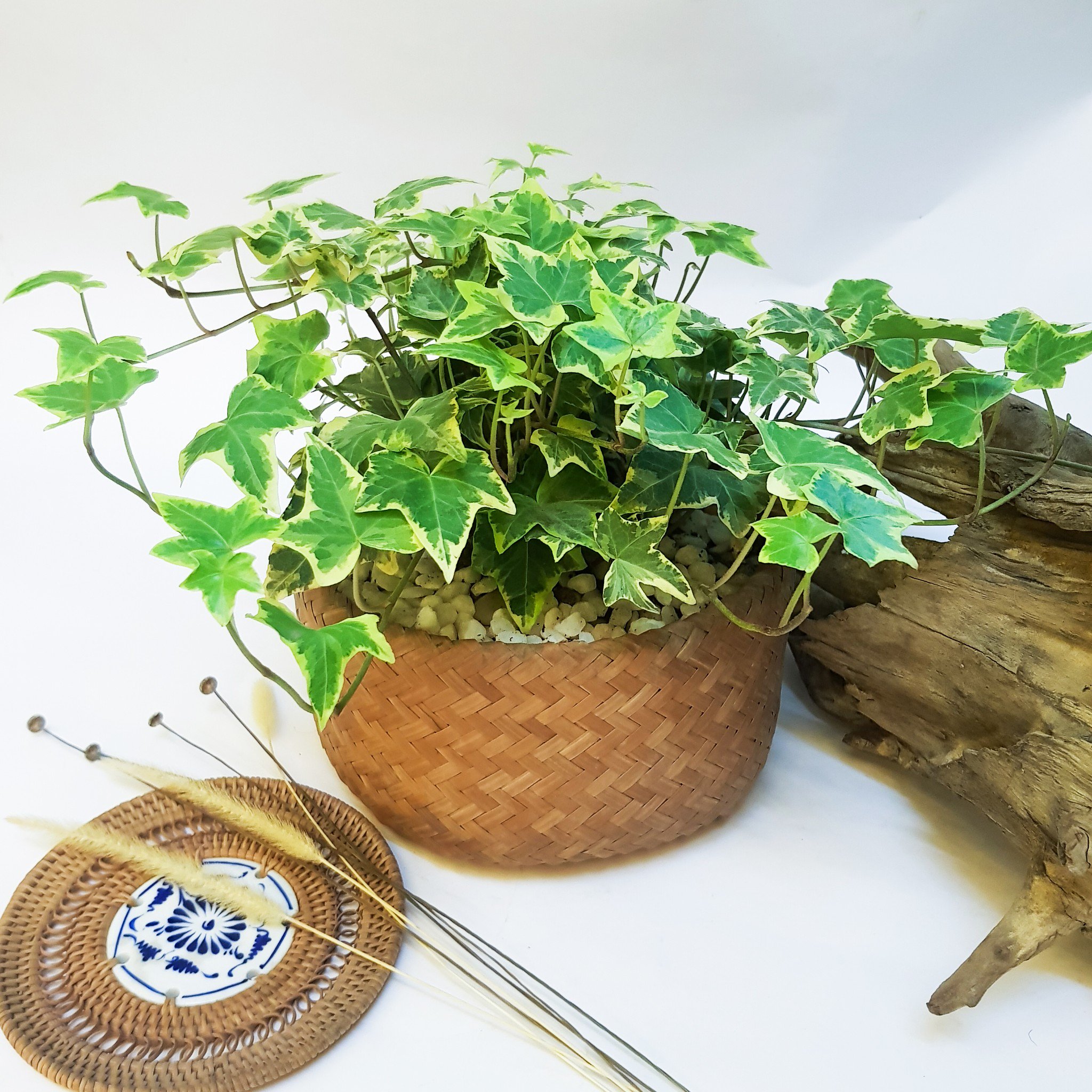 Kinh nghiệm chọn cây trồng trong nhà tốt cho sức khỏe