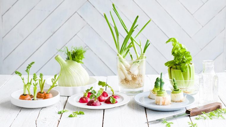 Mẹo tái sinh trồng rau củ từ gốc bỏ đi ngay tại nhà bếp