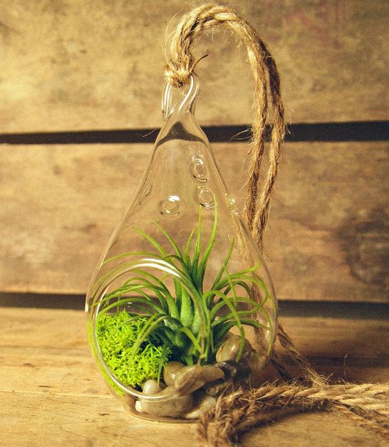 Bí quyết trồng cây không khí thanh lọc làm sạch không gian nhà