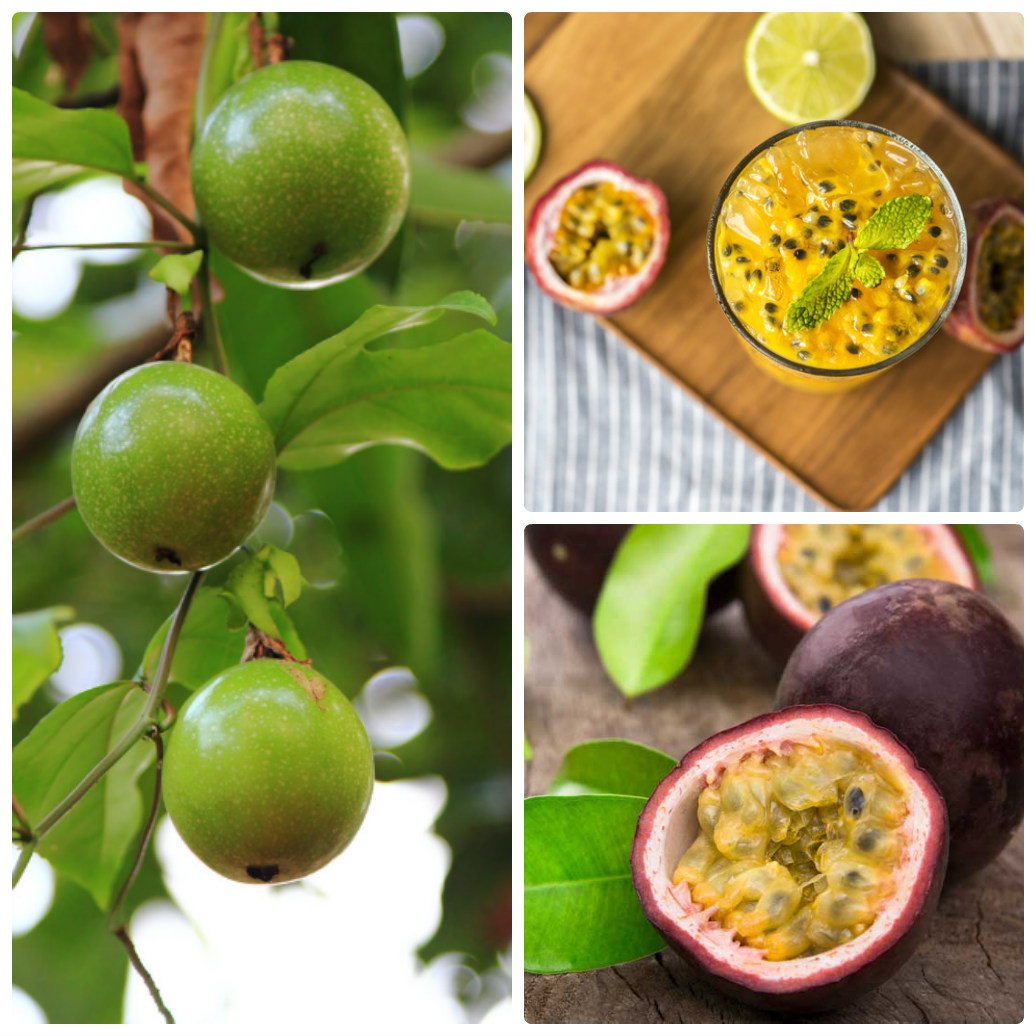 Bật mí cách trồng chanh dây giải nhiệt ngày hè cung cấp vitamin