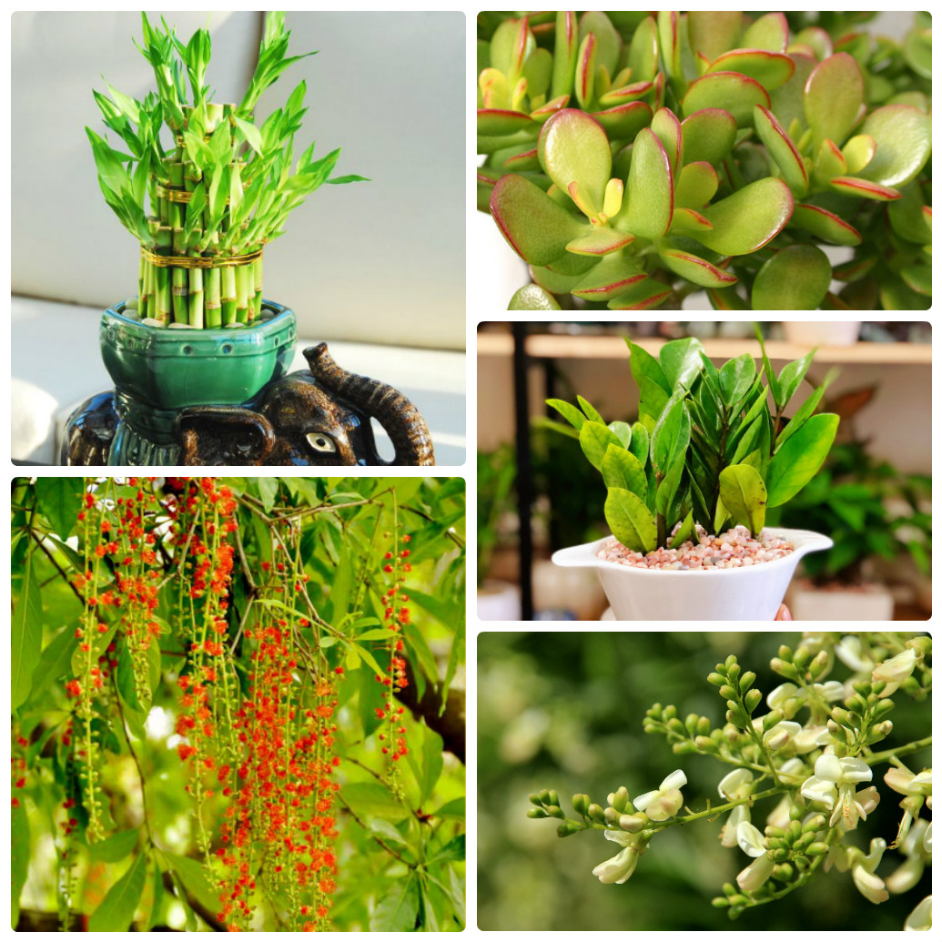Điểm danh 5 loại cây phong thủy hút tài lộc đầu năm dịp Tết đến