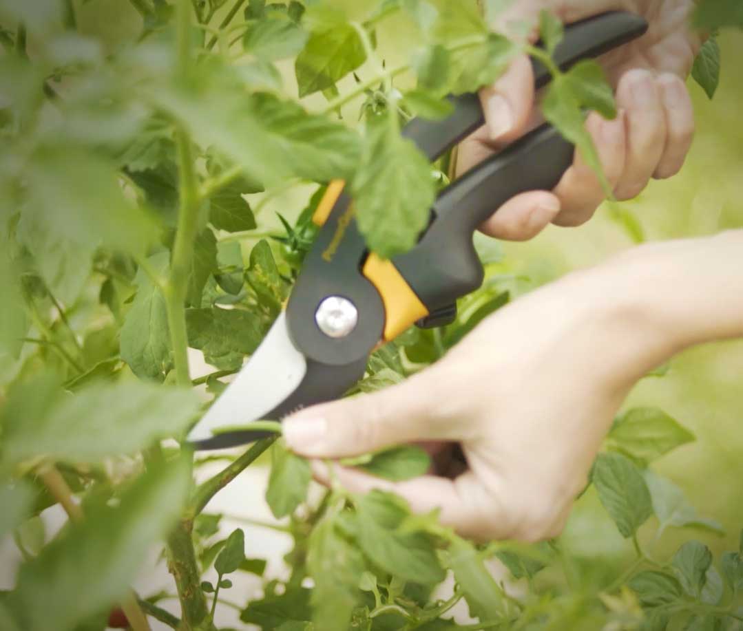 Bí kíp cắt tỉa cây cà chua để chất dinh dưỡng tập trung nuôi quả