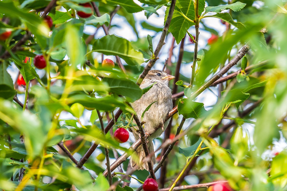 Phương pháp cắt tỉa cây cherry cho quả phát triển tốt nhất