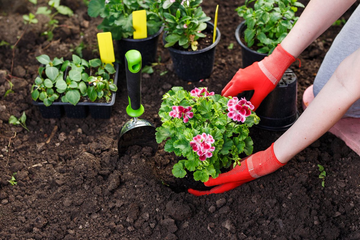 Bật mí cách xử lý đất trồng đúng tiêu chuẩn bổ sung dưỡng chất