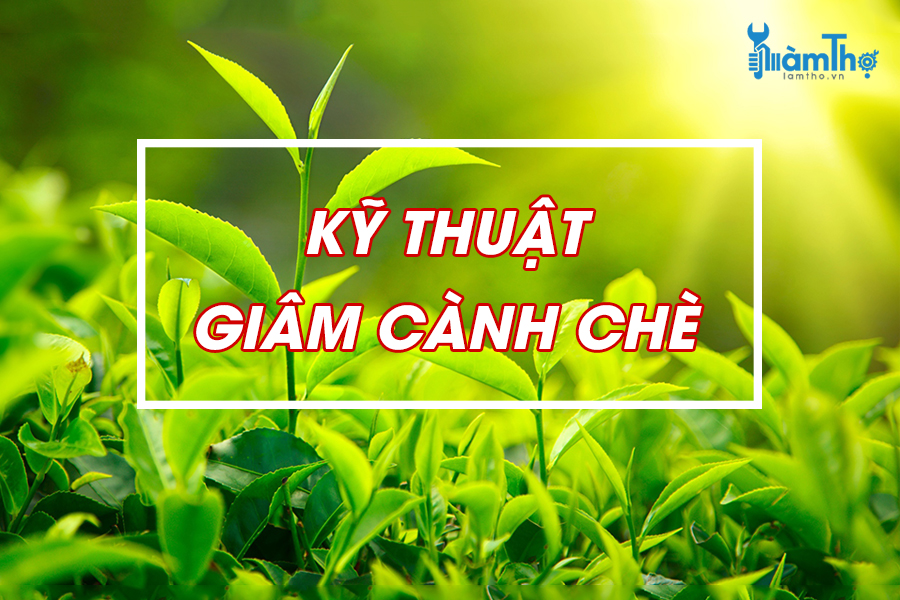 Mách bạn cách giâm cành chè xanh mang lại nhiều lợi ích cho sức khỏe