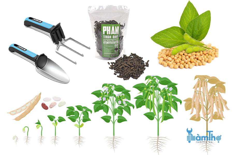 Hướng dẫn cách trồng đậu tương tại nhà