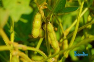 Cách trồng đậu tương: 5 bước gieo trồng tạo chất dinh dưỡng
