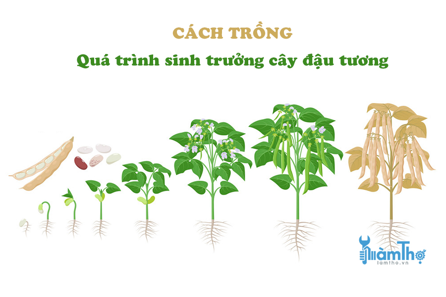 Hướng dẫn cách trồng đậu tương tại nhà