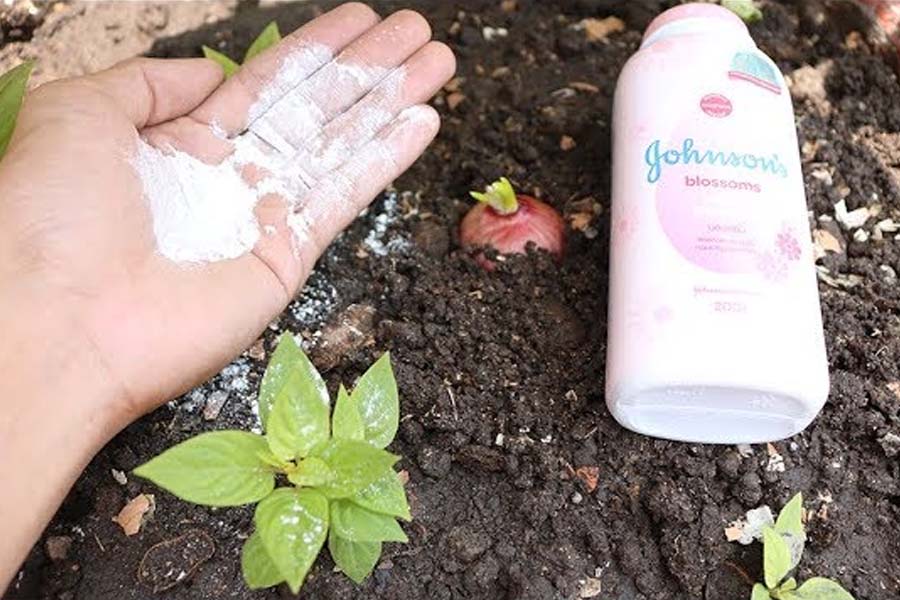 Đã làm vườn thì không thể không biết 8 mẹo không ngờ từ phấn rôm